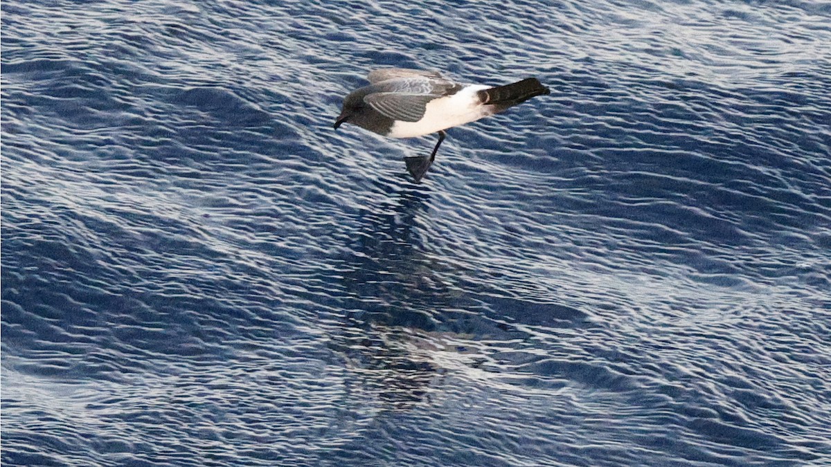 White-bellied Storm-Petrel - ML617476836