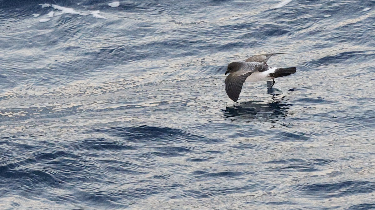 White-bellied Storm-Petrel - ML617476837