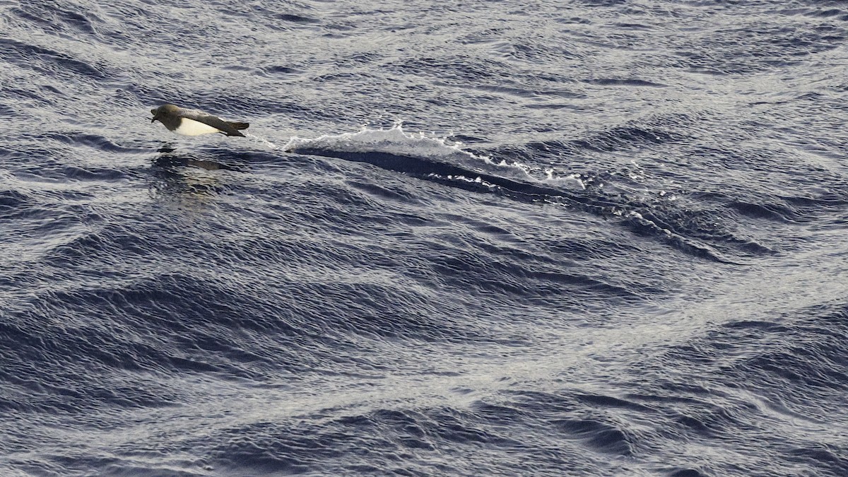 White-bellied Storm-Petrel - ML617476838