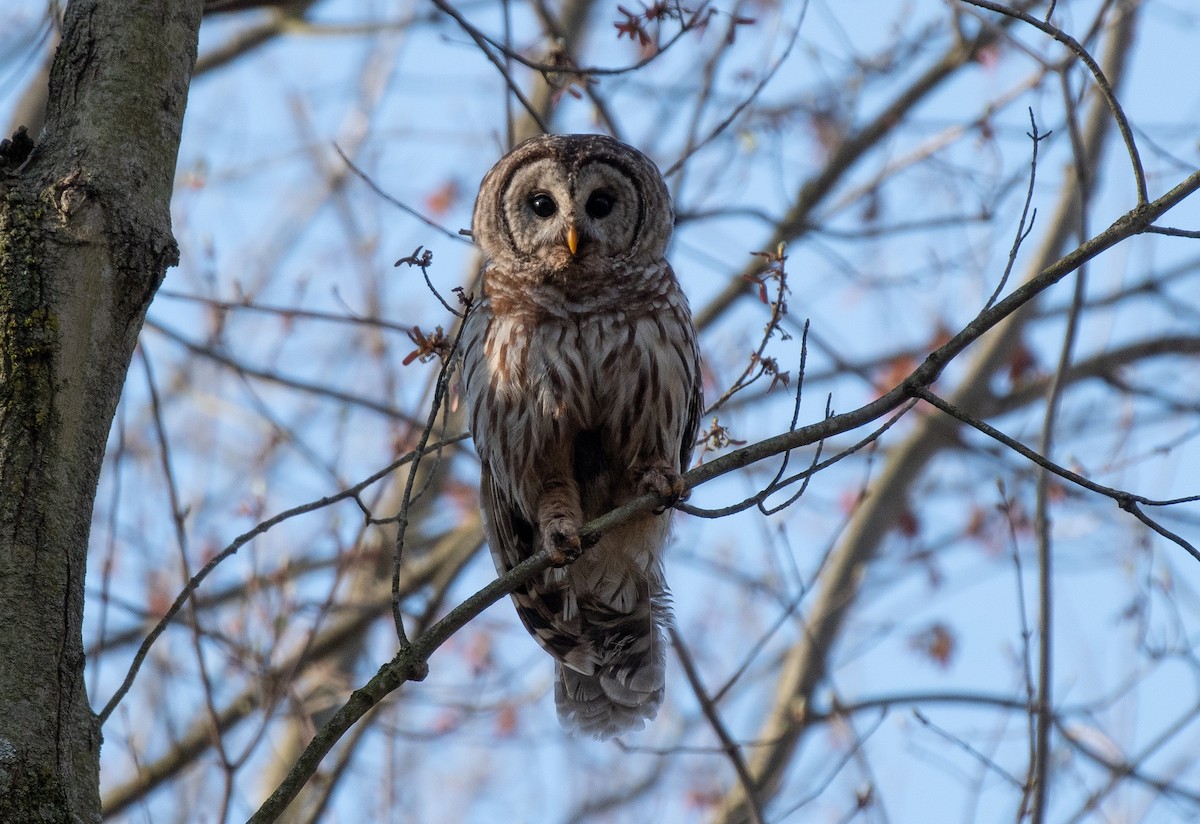 Barred Owl - Henry  Trimpe