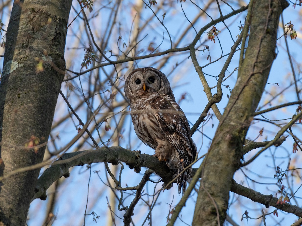 Barred Owl - Henry  Trimpe