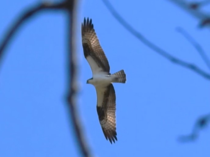 Águila Pescadora - ML617476843