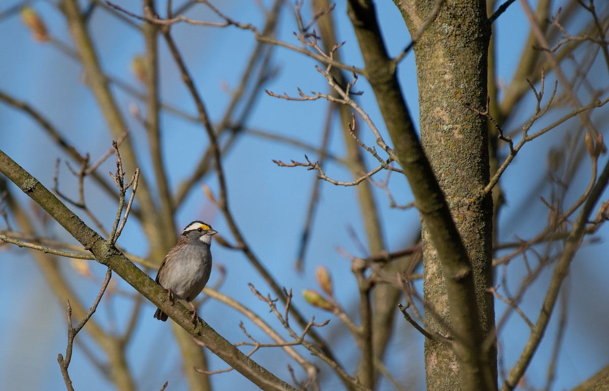 White-throated Sparrow - Henry  Trimpe