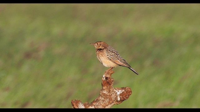 Red-winged Lark - ML617476856