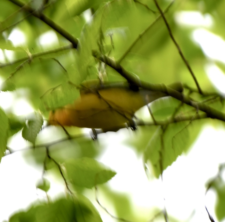 Prothonotary Warbler - ML617476905