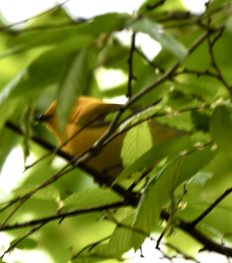 Prothonotary Warbler - ML617476906