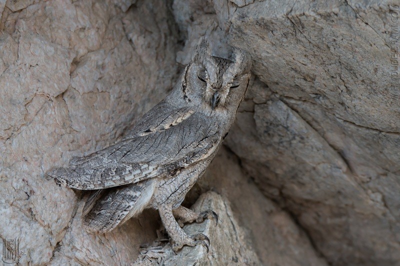 Pallid Scops-Owl - ML617476944