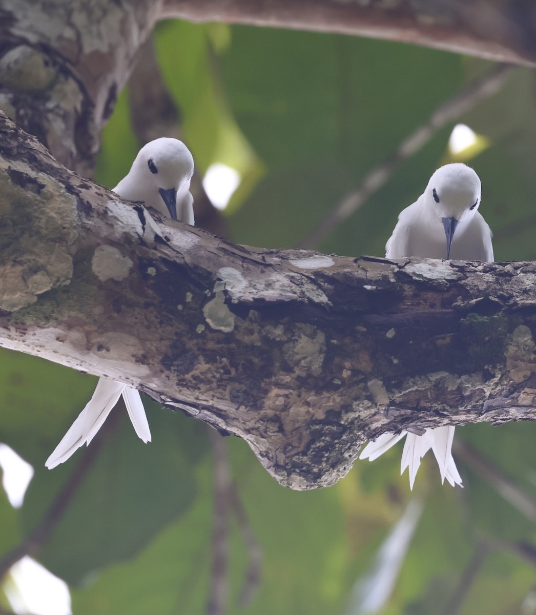 White Tern - ML617476973