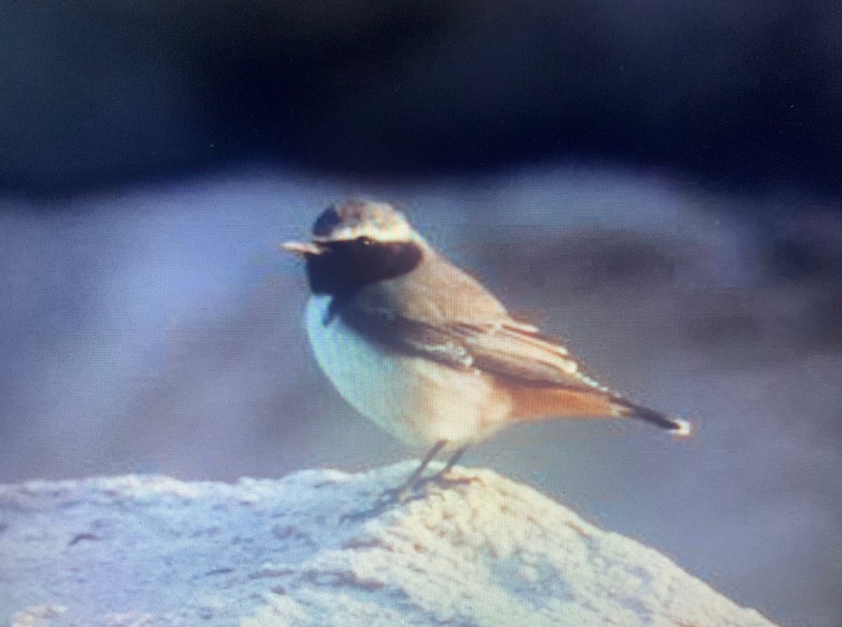 Kurdish Wheatear - Mahmoud Elshamy