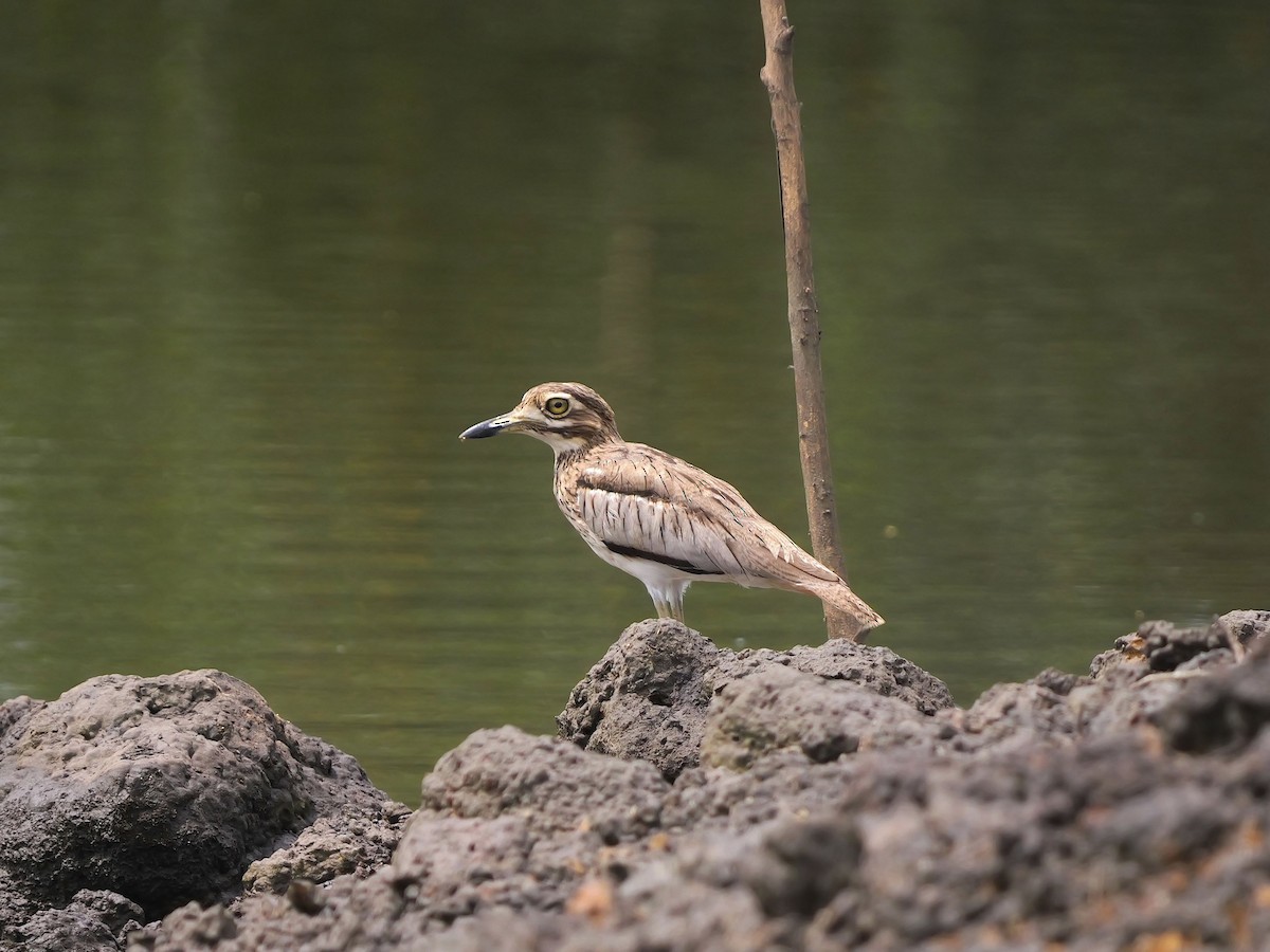 Water Thick-knee - ML617477014