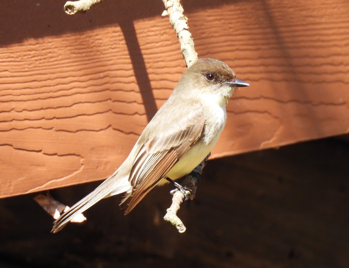 Eastern Phoebe - ML617477017