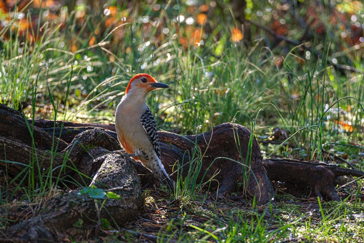 Red-bellied Woodpecker - ML617477018