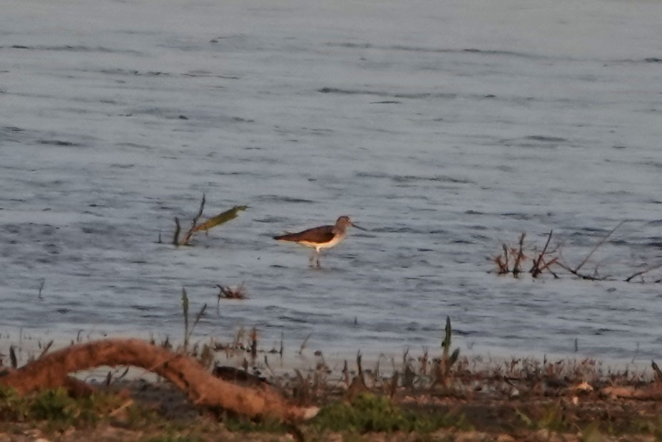 Common Greenshank - ML617477046