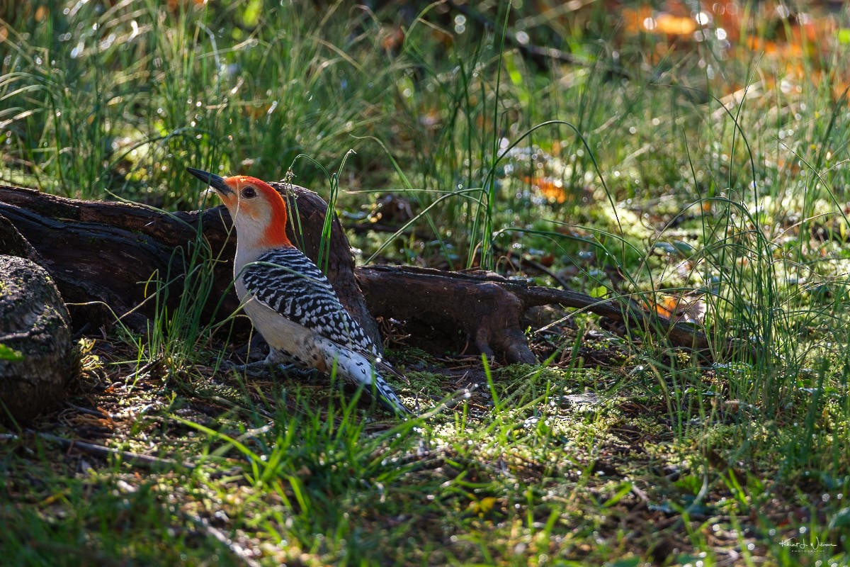Red-bellied Woodpecker - Khürt Williams
