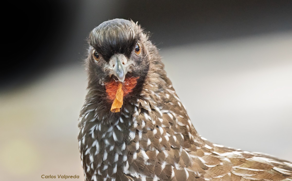 Dusky-legged Guan - ML617477080