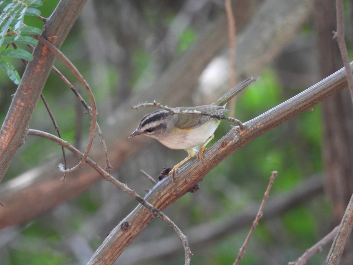 Golden-crowned Warbler (White-bellied) - ML617477081