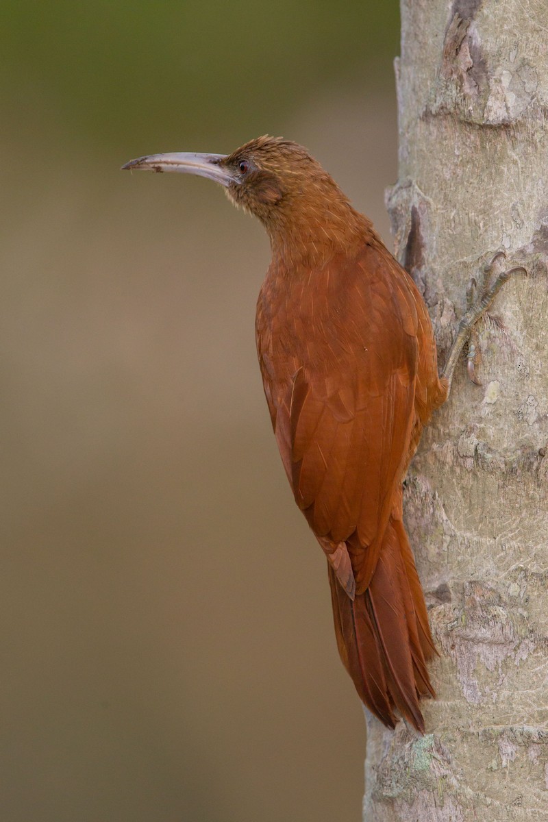Great Rufous Woodcreeper - Andreas Trepte