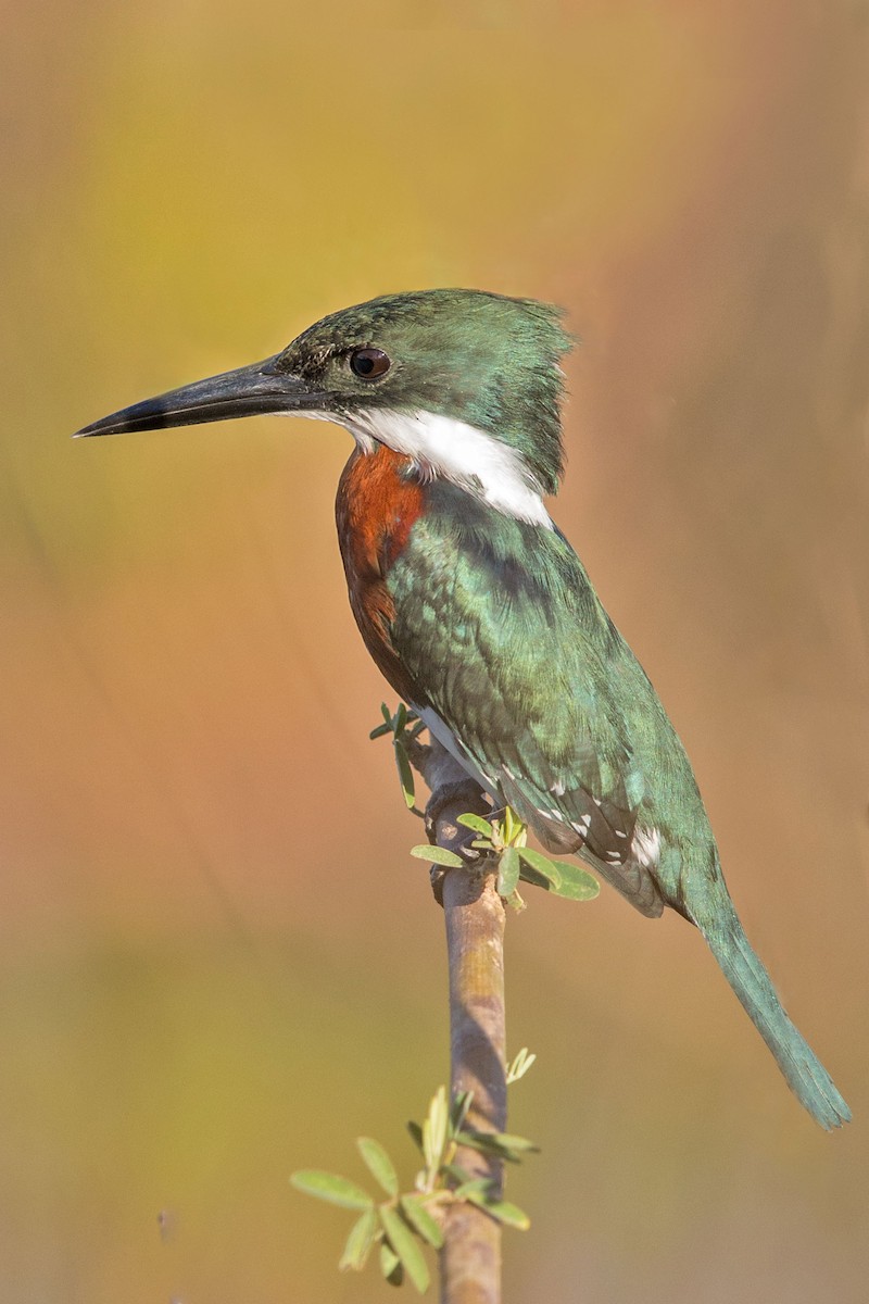 Green Kingfisher - Andreas Trepte