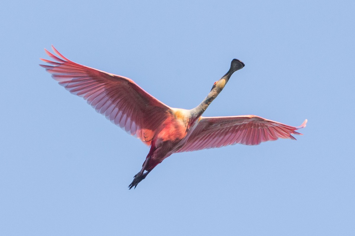 Roseate Spoonbill - ML617477118