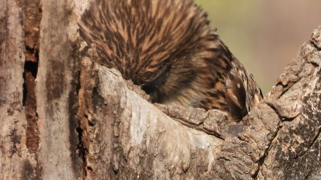 Brown Fish-Owl - ML617477143