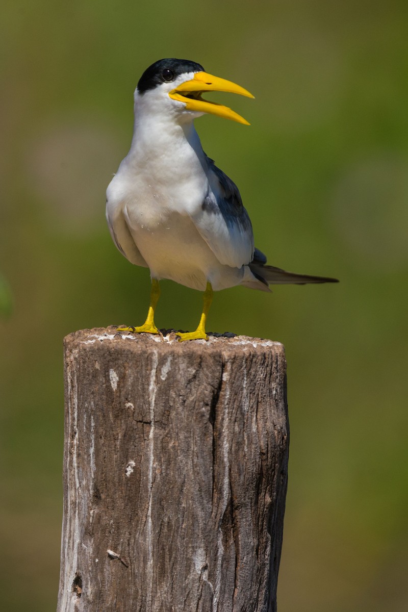 Large-billed Tern - ML617477151