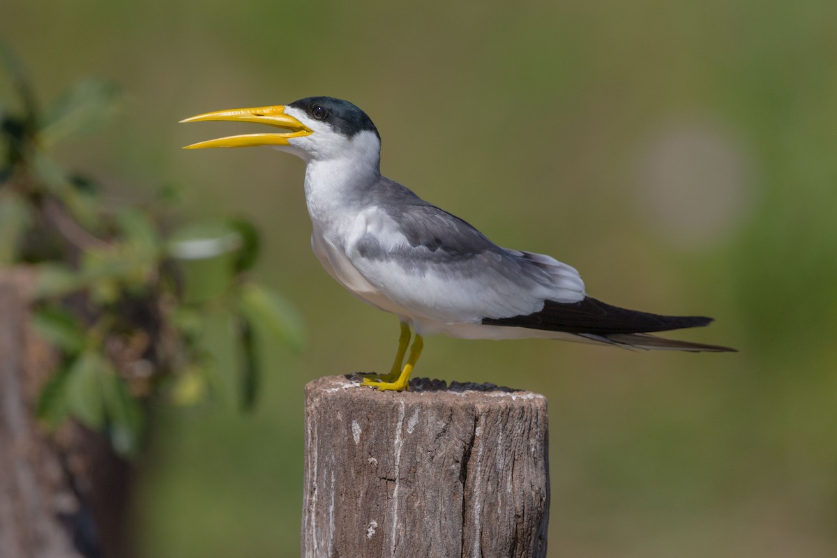 Large-billed Tern - ML617477153