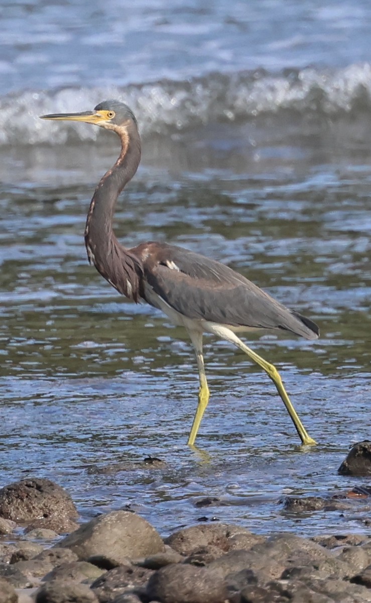 Tricolored Heron - ML617477155