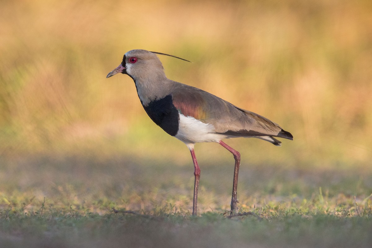 Southern Lapwing - ML617477166