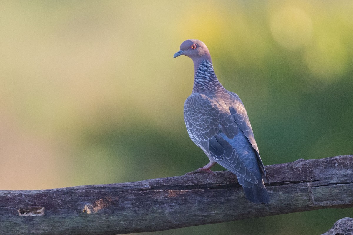 Pigeon picazuro - ML617477192