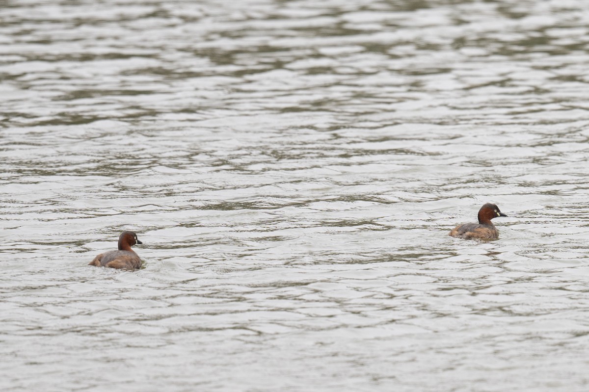 Little Grebe - ML617477209