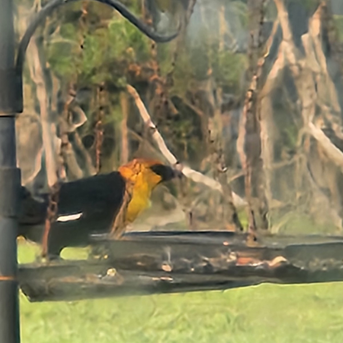 Yellow-headed Blackbird - Holli Howard