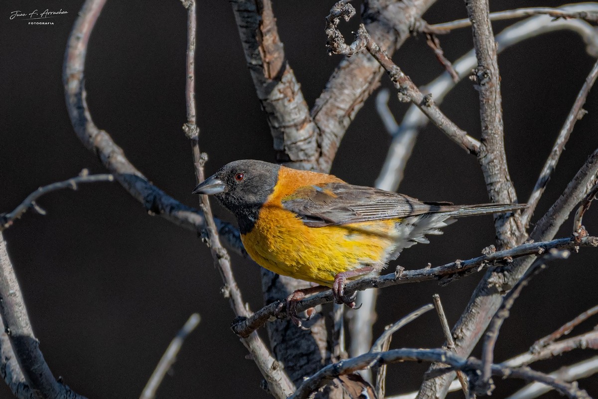 Black-hooded Sierra Finch - ML617477279