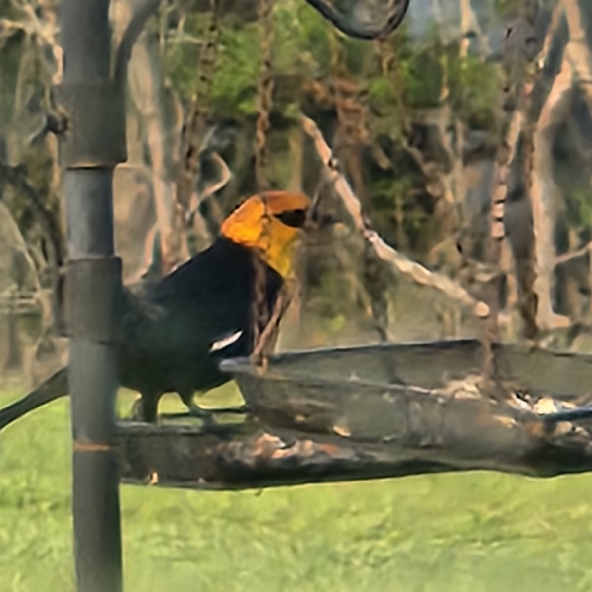 Yellow-headed Blackbird - Holli Howard