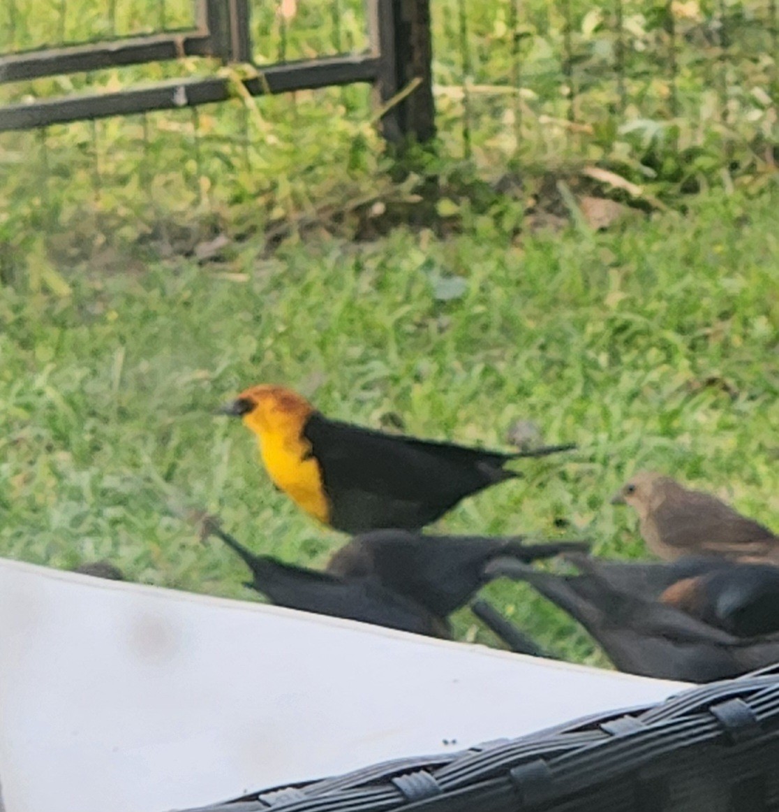 Yellow-headed Blackbird - Holli Howard