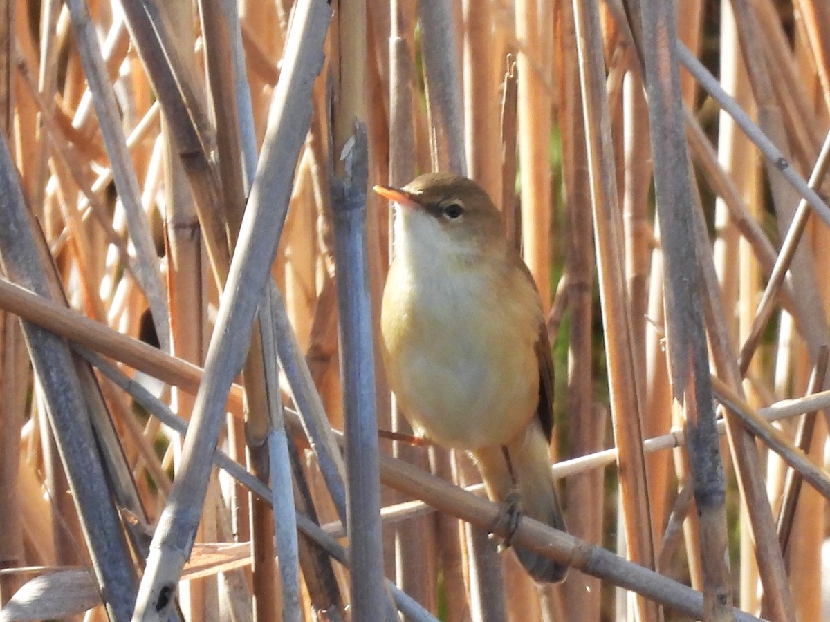 Common Reed Warbler - ML617477291