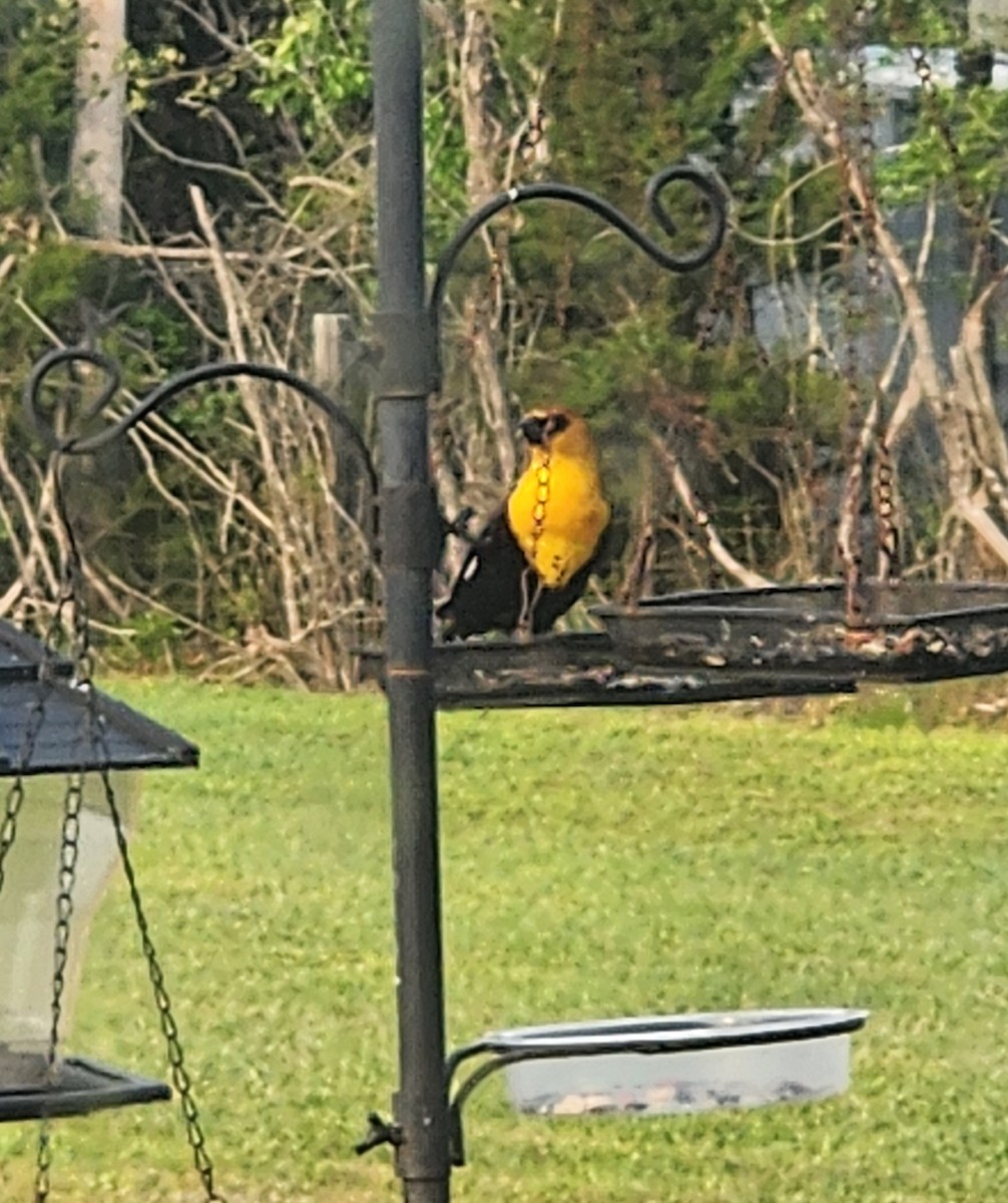 Yellow-headed Blackbird - Holli Howard