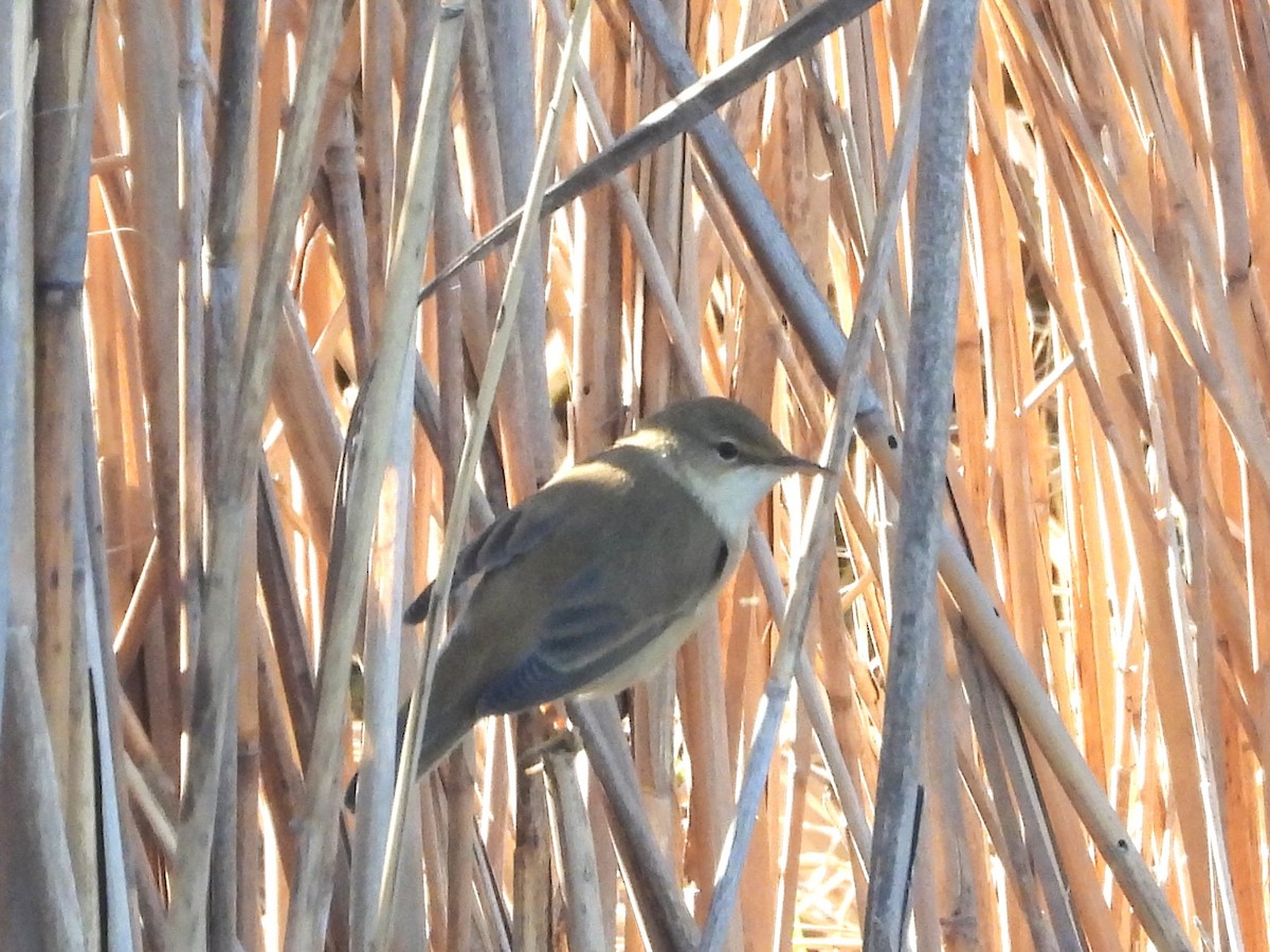 Common Reed Warbler - ML617477316