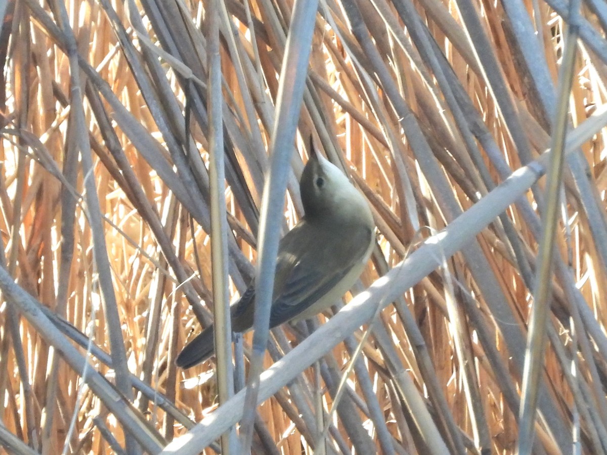 Common Reed Warbler - ML617477317
