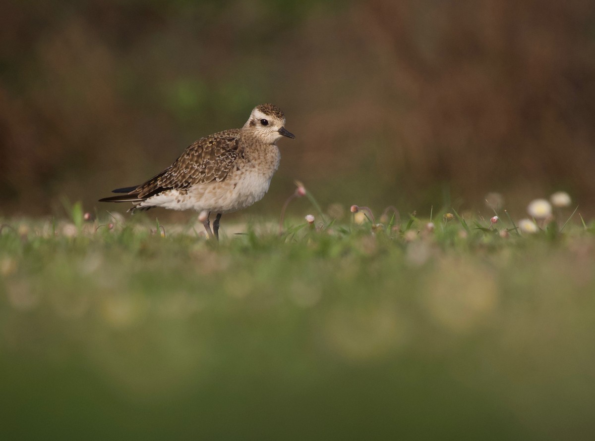 American Golden-Plover - ML617477363