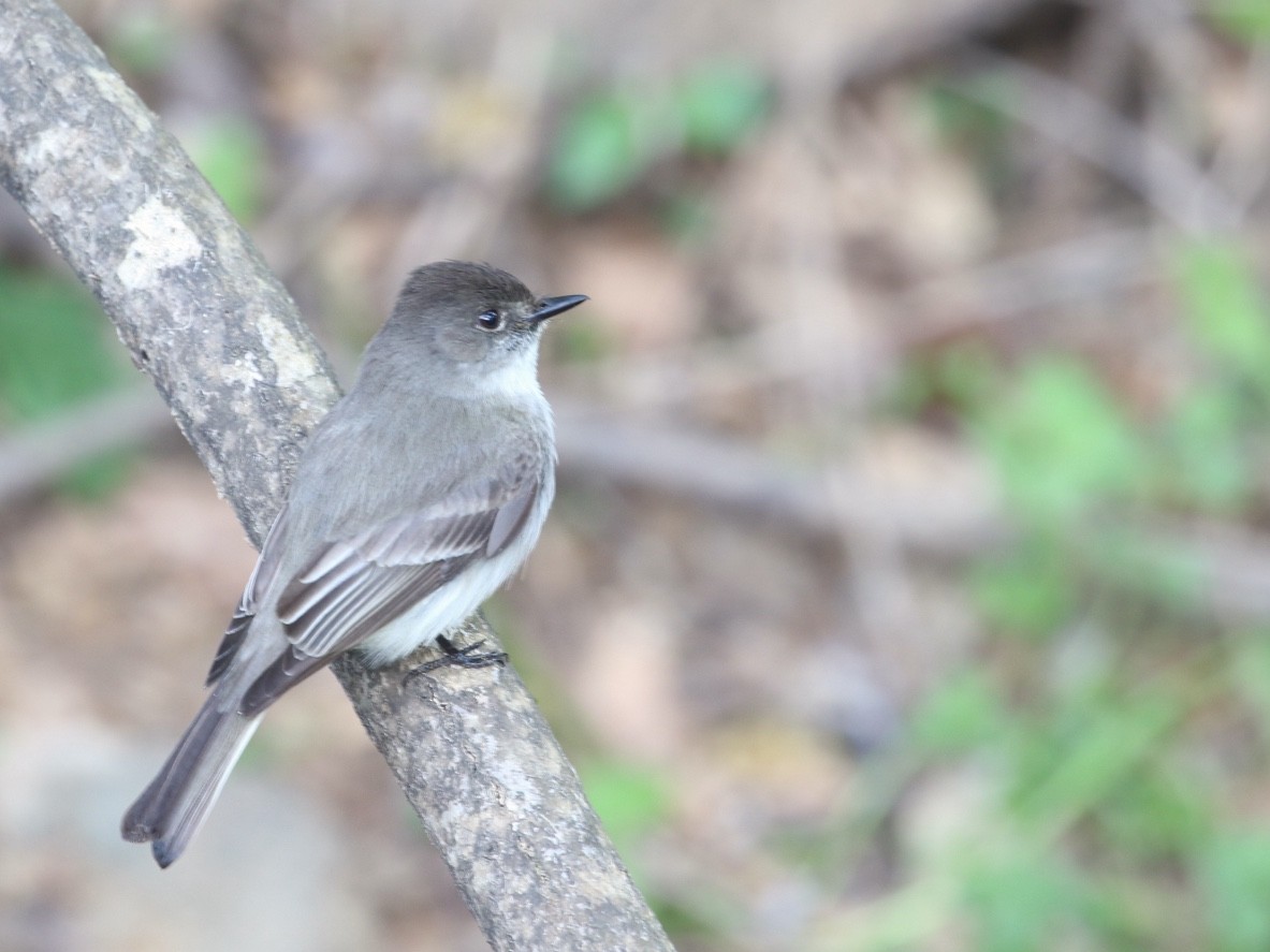 Eastern Phoebe - ML617477379