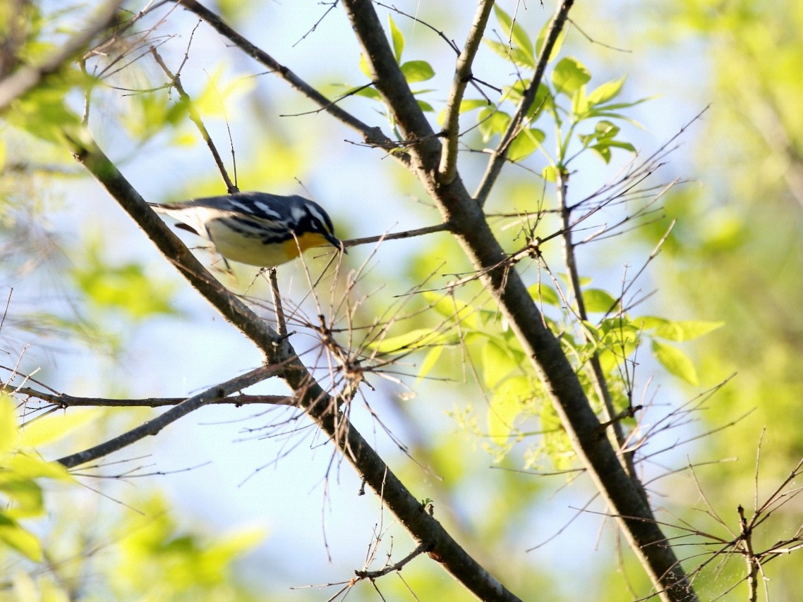 Yellow-throated Warbler - ML617477412