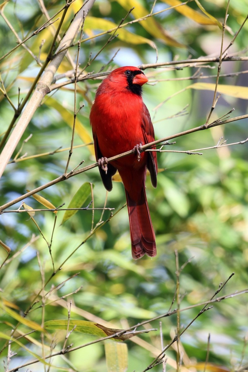 Cardinal rouge - ML617477414