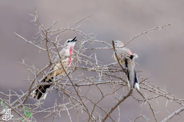 Rosy-patched Bushshrike - Mahmoud Elshamy