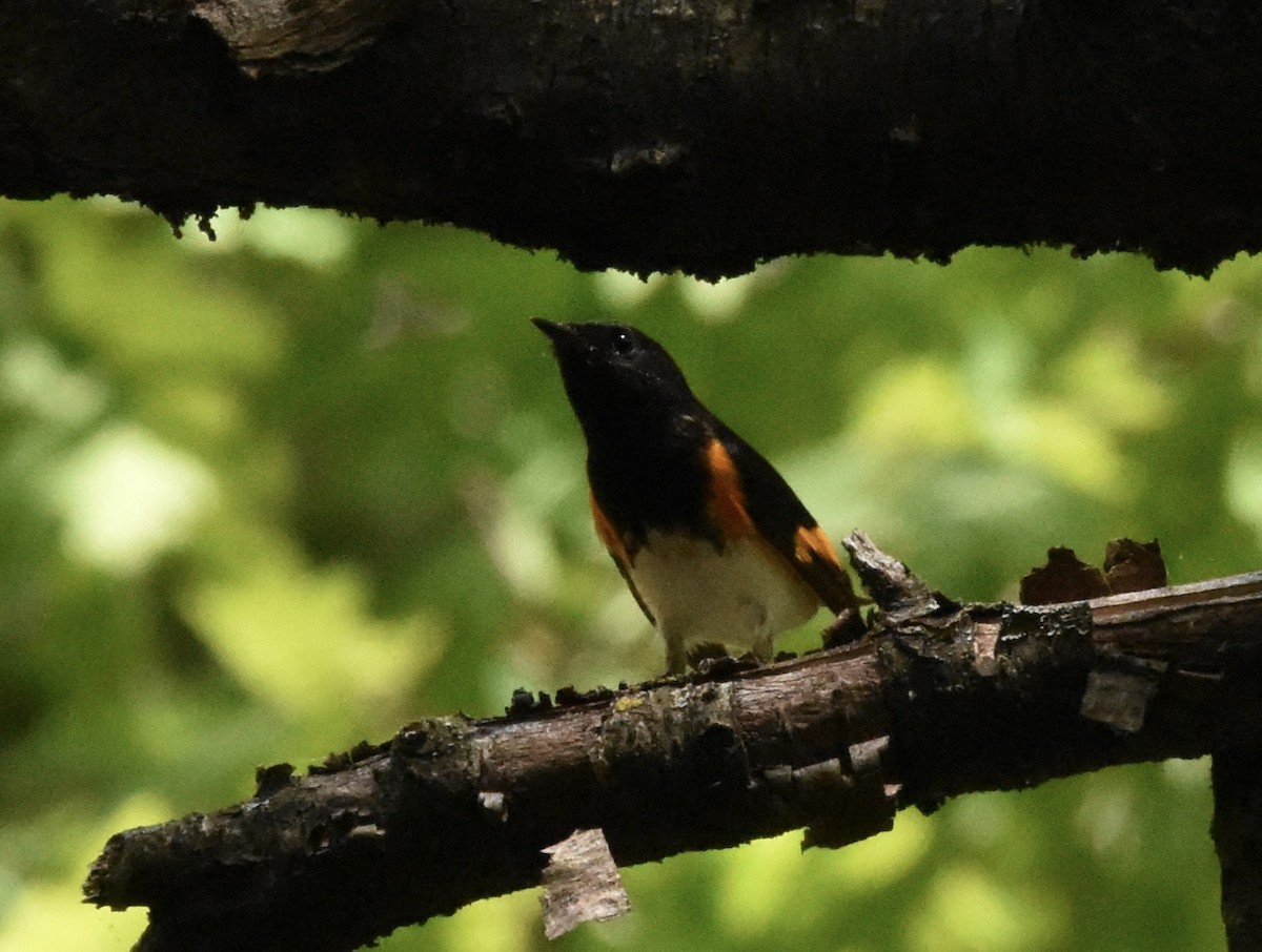 American Redstart - ML617477461