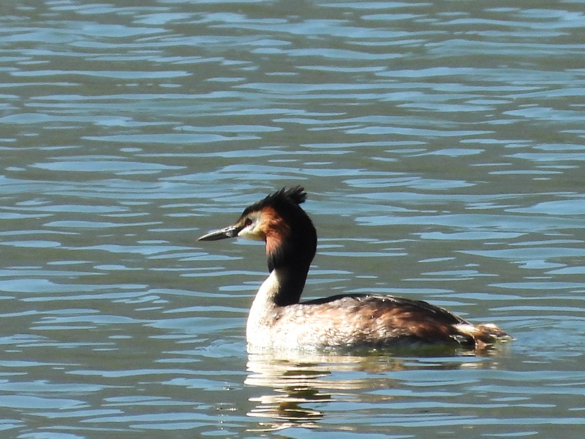 Great Crested Grebe - ML617477511