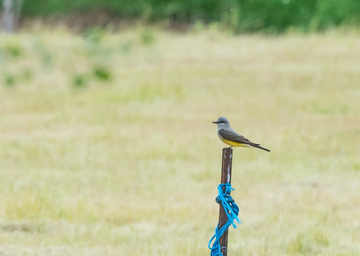 Western Kingbird - ML617477517