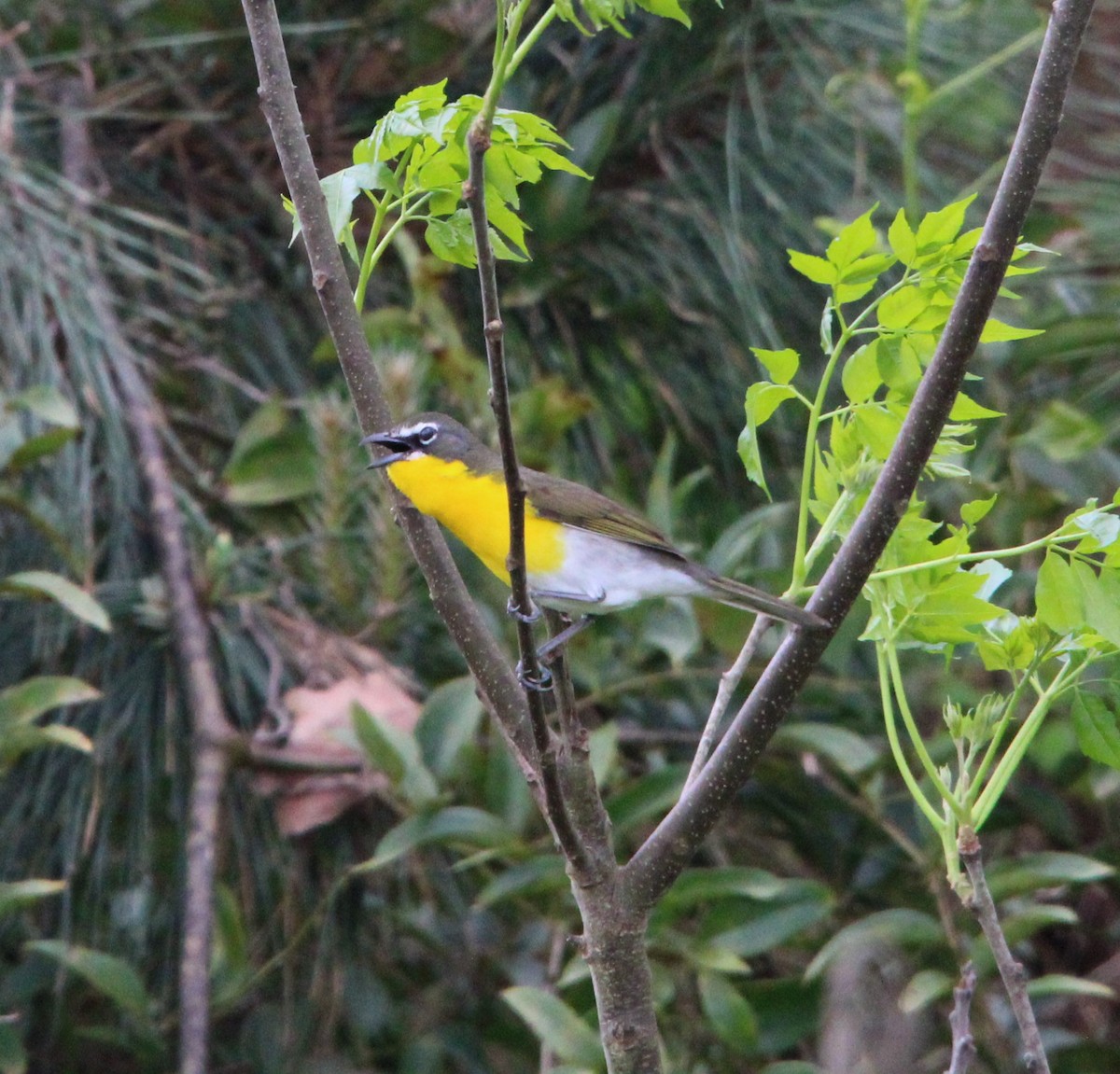 Yellow-breasted Chat - Holli Howard