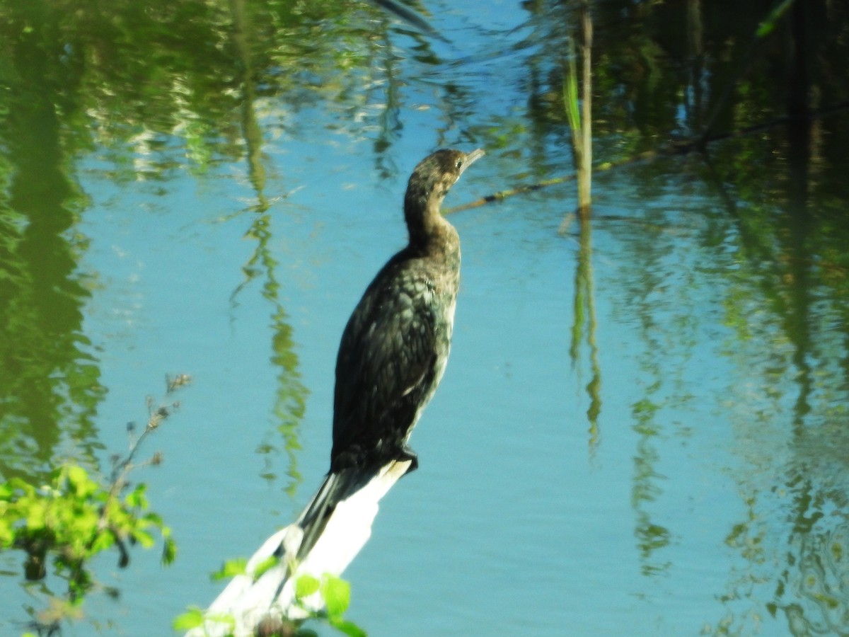 Pygmy Cormorant - FERNANDO GUTIERREZ