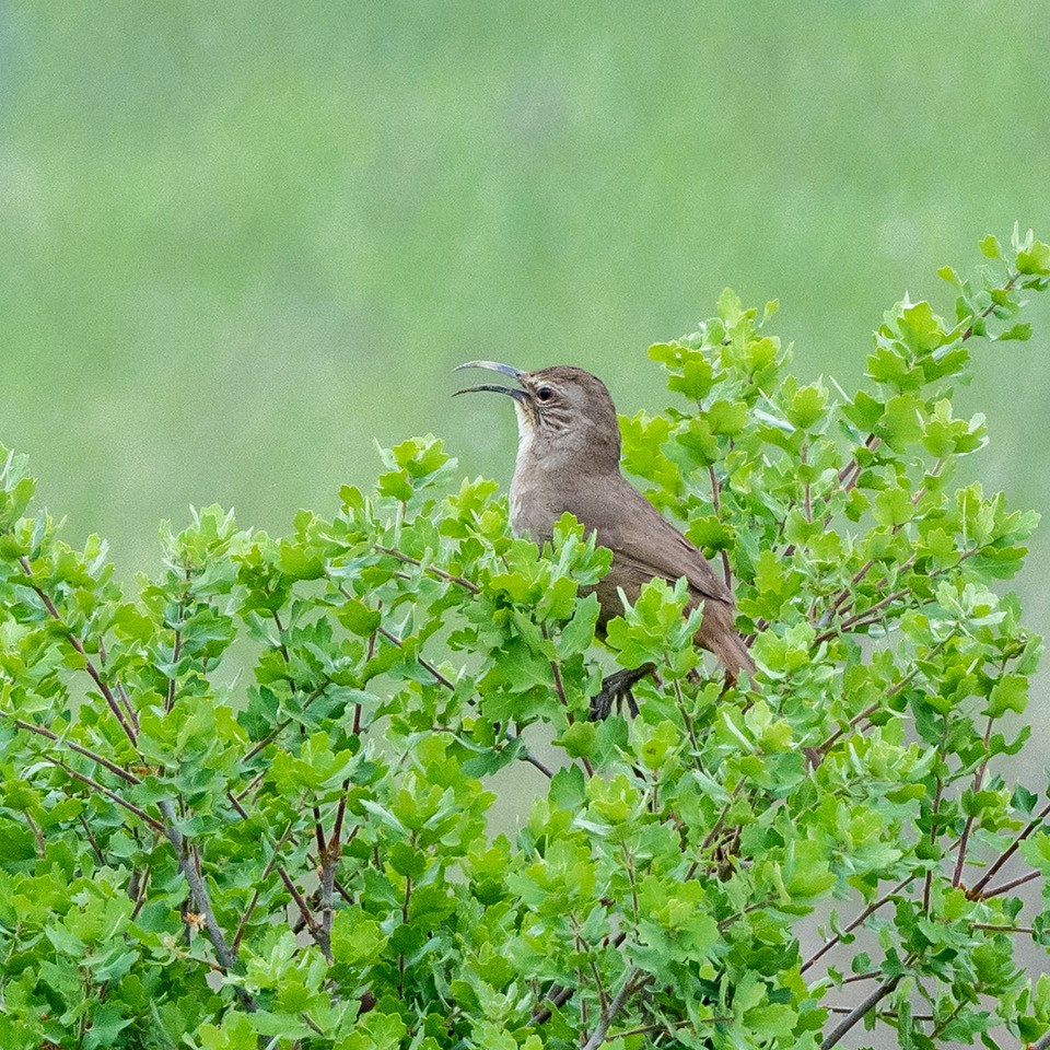 California Thrasher - ML617477546