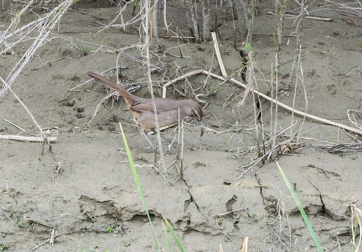 California Thrasher - ML617477547